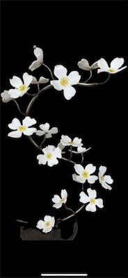 Dogwood_Black.jpeg